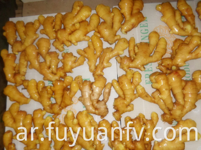 export to USA fresh ginger 